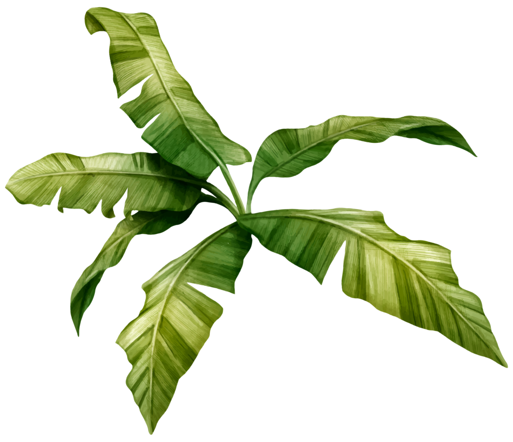 banana leaf